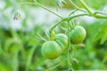 Care and cultivation of tomatoes at home in their beds. Useful and environmentally friendly vegetables. Unripe green tomato