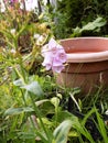 Pink Foxglove In A Shabby Chic Garden, Northumberland UK Royalty Free Stock Photo