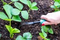 Care for garden strawberries, hand loosens the ground