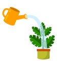 Care for house plant. Pot with flower and green leaves Royalty Free Stock Photo