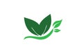 Care Leaf Logo Design Eco