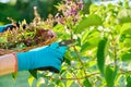 Care for lilac bush, womans hands in gardening gloves with pruner cutting dried flowers