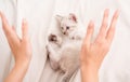 Care and love. Vet shop. Small cute kitten relax. Baby cat. Cute white kitten. Tender and lovely. White kitten playing