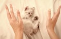 Care and love. Vet shop. Small cute kitten relax. Baby cat. Cute white kitten. Tender and lovely. White kitten playing