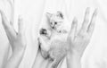 Care and love. Vet shop. Small cute kitten relax. Baby cat. Cute white kitten. Tender and lovely. White kitten playing