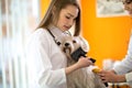 Care and nurturing Maltese dog brushing him in vet clinic Royalty Free Stock Photo