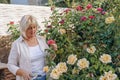 Middle aged woman cuts or trims the bush rose with secateur in the garden. Royalty Free Stock Photo