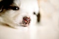 Care for a purebred dog. Day of the mutts July 31.pet close up. the white little dog is sleeping. spotty nose. selective focus.