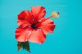 Care red summer beauty texture tropical flower petal blue plant water nature hibiscus Royalty Free Stock Photo