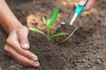 Care for seedlings that grow from fertile soil. And the handle that sheds the soil Concept of complete environmental conservation Royalty Free Stock Photo