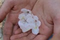 Boy holding small white flowers in hands Royalty Free Stock Photo