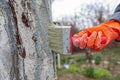 Care tree after winter. Royalty Free Stock Photo