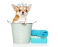 Care and washing of a small Chihuahua dog Royalty Free Stock Photo