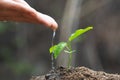 Care and watering the tree by hand, The hands are dripping water to the small seedlings, plant a tree, reduce global warming, Royalty Free Stock Photo