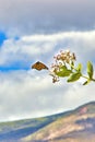 Carefree monarch flying over a giant milkweed tree.