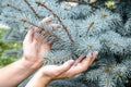 Careful attitude to nature. The gentle touch of women`s hands to the branches of a blue spruce. Close-up