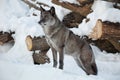 Careful black canadian wolf is standing on a white snow. Canis lupus pambasileus Royalty Free Stock Photo