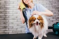 Careful groomer blow dry dog`s hair