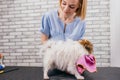 Careful groomer dries dog`s wool using towel