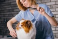 Careful groomer neatly handle with pet Royalty Free Stock Photo