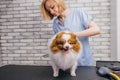 Careful groomer neatly handle with pet