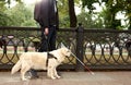 Careful guide dog helping blind man in city Royalty Free Stock Photo