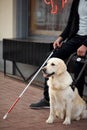 Careful guide dog helping blind man in city Royalty Free Stock Photo