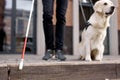 Careful guide dog helping blind man in city