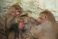 Careful hamadryas baboons Royalty Free Stock Photo