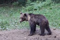 A careful mother bear is checking for danger Royalty Free Stock Photo
