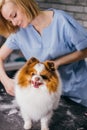 Careful professional groomer handle with pet spitz in salon Royalty Free Stock Photo