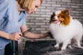 Careful professional groomer handle with pet spitz in salon Royalty Free Stock Photo