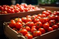 Carefully boxed red tomatoes, fresh harvest, import tomato delivery