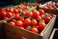 Carefully boxed red tomatoes, fresh harvest, import tomato delivery