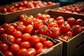 Carefully boxed red tomatoes, fresh harvest, import tomato delivery