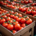 Carefully boxed red tomatoes, fresh harvest, import tomato delivery