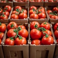 Carefully boxed red tomatoes, fresh harvest, import tomato delivery