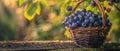 A carefully crafted basket brimming with blueberries sits elegantly on a wood fence, with foliage in soft focus.