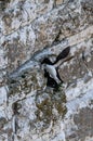 Carefully does it, razorbill birds mating on a cliff edge