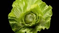 Carefully enjoy a head of crisp iceberg lettuce with a fresh green core. Crisp and juicy, green goodness, refreshing salad, Royalty Free Stock Photo
