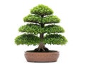 Carefully pruned bonsai tree in decorative pot isolated on white background Royalty Free Stock Photo