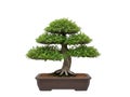 Carefully pruned bonsai tree in pot Royalty Free Stock Photo