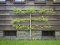 Espaliered Pear Tree