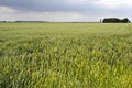 Carel Coenraadpolder, Noord-oost Groningen (Nederland / Netherlands)