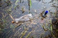 A carelessly discarded plastic bottles and glass liquor bottles float in a lake