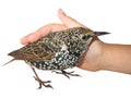 Caressing a bird, isolated Royalty Free Stock Photo