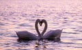 Caressing couple of white swand on sunset Royalty Free Stock Photo
