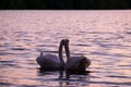 Caressing couple of white swand on sunset Royalty Free Stock Photo