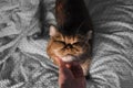 A hand of young woman stroking a exotic shorthair. Close-up of a cat.