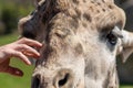 Caressing the face of a giraffe face